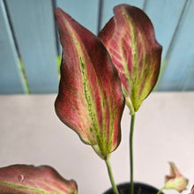 Load image into Gallery viewer, #B51 Caladium