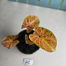 Load image into Gallery viewer, #HC Caladium Elaine