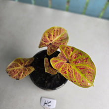 Load image into Gallery viewer, #HC Caladium Elaine