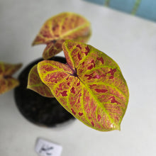 Load image into Gallery viewer, #HC Caladium Elaine