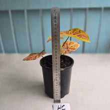 Load image into Gallery viewer, #HC Caladium Elaine