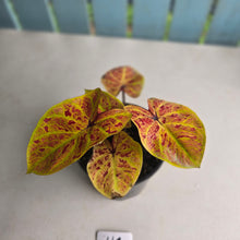 Load image into Gallery viewer, #HC Caladium Elaine