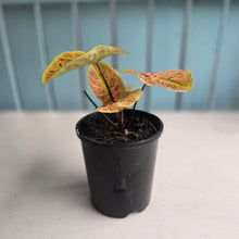 Load image into Gallery viewer, #HC Caladium Elaine