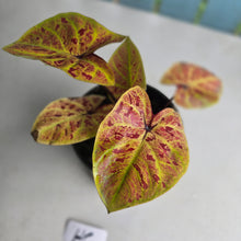 Load image into Gallery viewer, #HC Caladium Elaine