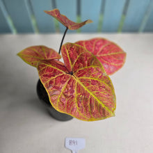 Load image into Gallery viewer, #B91 Caladium Elaine