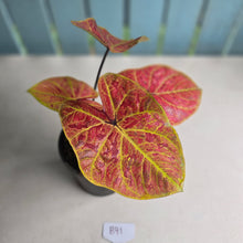 Load image into Gallery viewer, #B91 Caladium Elaine