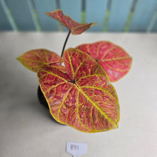 Load image into Gallery viewer, #B91 Caladium Elaine