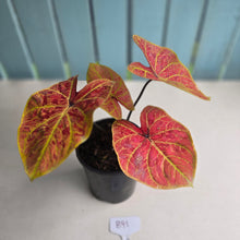 Load image into Gallery viewer, #B91 Caladium Elaine