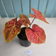Load image into Gallery viewer, #B91 Caladium Elaine