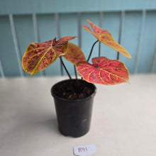 Load image into Gallery viewer, #B91 Caladium Elaine