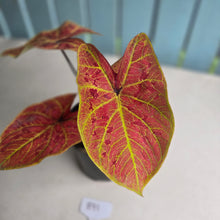 Load image into Gallery viewer, #B91 Caladium Elaine