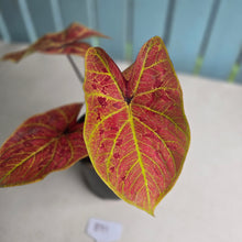 Load image into Gallery viewer, #B91 Caladium Elaine