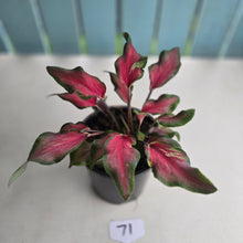 Load image into Gallery viewer, #71 Caladium Red Speckle Dwarf