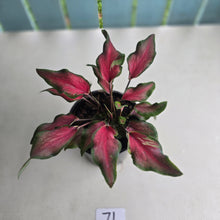 Load image into Gallery viewer, #71 Caladium Red Speckle Dwarf