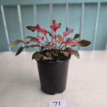 Load image into Gallery viewer, #71 Caladium Red Speckle Dwarf