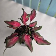 Load image into Gallery viewer, #71 Caladium Red Speckle Dwarf
