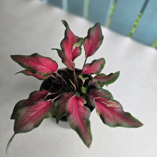 Load image into Gallery viewer, #71 Caladium Red Speckle Dwarf