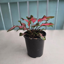 Load image into Gallery viewer, #71 Caladium Red Speckle Dwarf