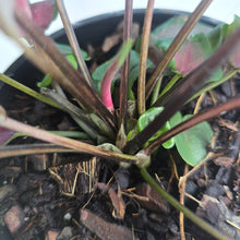 Load image into Gallery viewer, #71 Caladium Red Speckle Dwarf