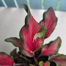 Load image into Gallery viewer, #71 Caladium Red Speckle Dwarf