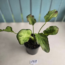 Load image into Gallery viewer, #H348 Caladium