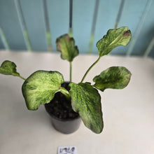 Load image into Gallery viewer, #H348 Caladium