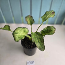 Load image into Gallery viewer, #H348 Caladium