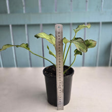 Load image into Gallery viewer, #H348 Caladium