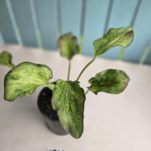 Load image into Gallery viewer, #H348 Caladium