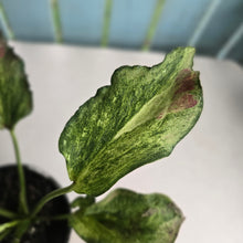 Load image into Gallery viewer, #H348 Caladium