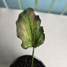 Load image into Gallery viewer, #H348 Caladium