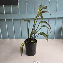 Load image into Gallery viewer, #G3 Caladium