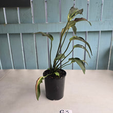 Load image into Gallery viewer, #G3 Caladium