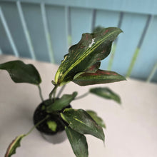 Load image into Gallery viewer, #G3 Caladium