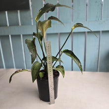 Load image into Gallery viewer, #G3 Caladium