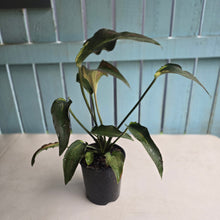 Load image into Gallery viewer, #G3 Caladium