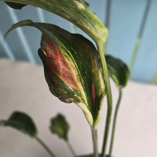 Load image into Gallery viewer, #G3 Caladium