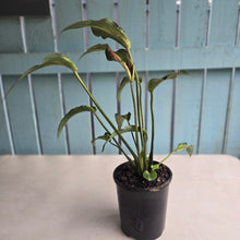 Load image into Gallery viewer, #G3 Caladium