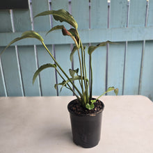 Load image into Gallery viewer, #G3 Caladium