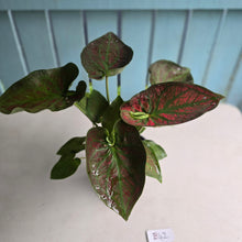 Load image into Gallery viewer, #B42 Caladium