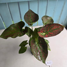 Load image into Gallery viewer, #B42 Caladium