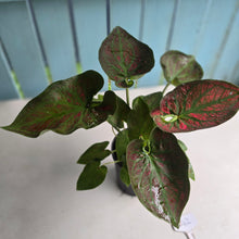 Load image into Gallery viewer, #B42 Caladium