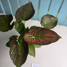 Load image into Gallery viewer, #B42 Caladium