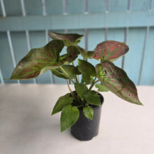 Load image into Gallery viewer, #B42 Caladium