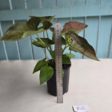 Load image into Gallery viewer, #B42 Caladium