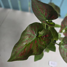 Load image into Gallery viewer, #B42 Caladium