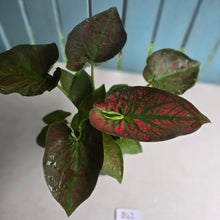 Load image into Gallery viewer, #B42 Caladium