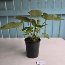 Load image into Gallery viewer, #B42 Caladium