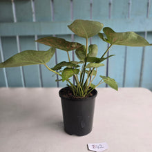 Load image into Gallery viewer, #B42 Caladium