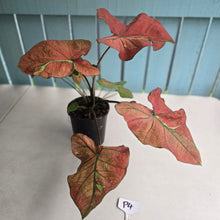 Load image into Gallery viewer, #P4 Caladium